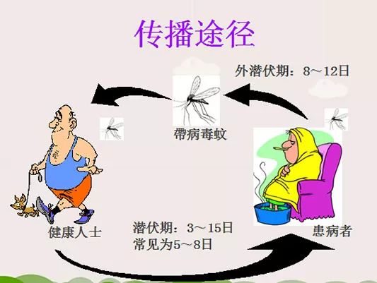 登革热，认识、预防与治疗方法全解析