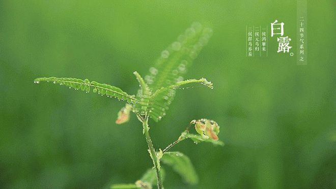 白露时节，秋意渐浓的诗意绽放