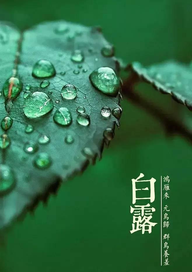 白露时节，秋意渐浓的韵味