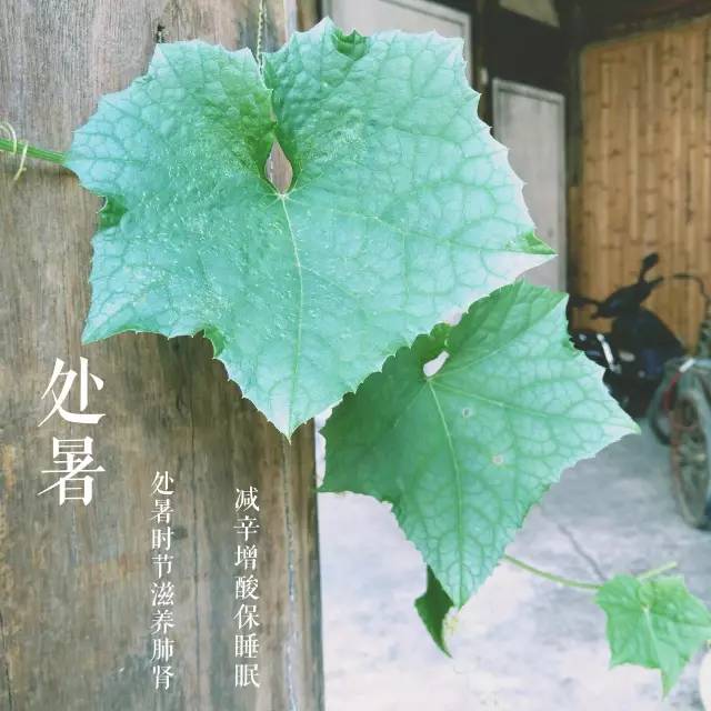 处暑时节，秋意浓，收获季节的序曲