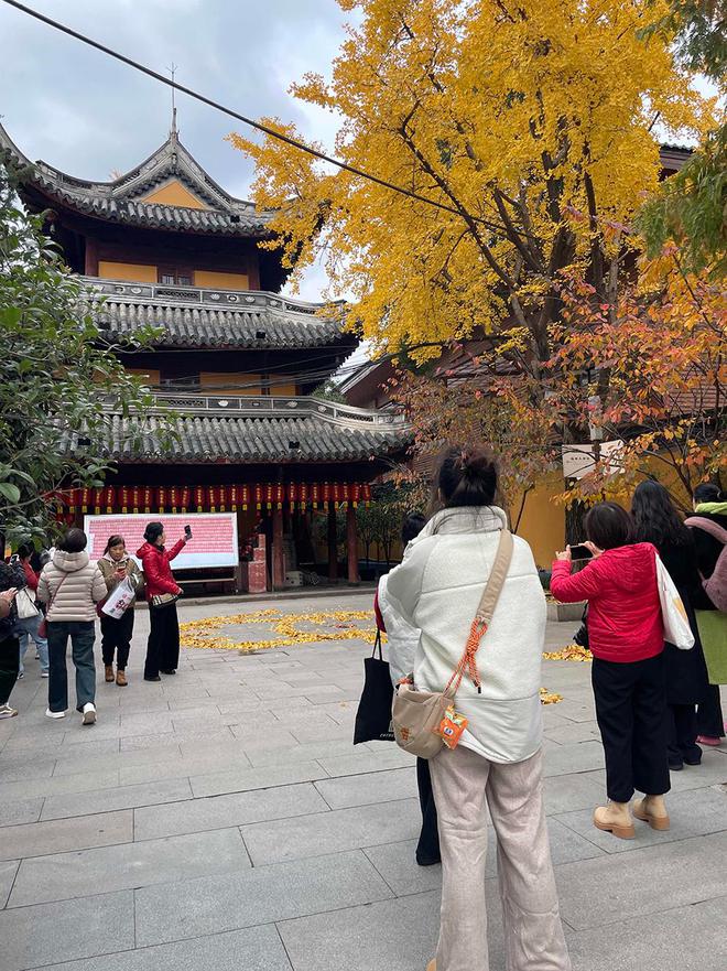 上海龙华寺银杏猫咪走红