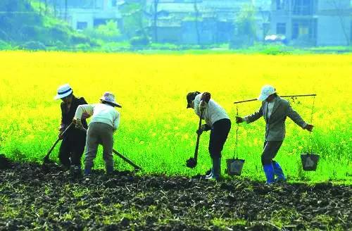 村支书回应男子回乡种地麦田被毁事件