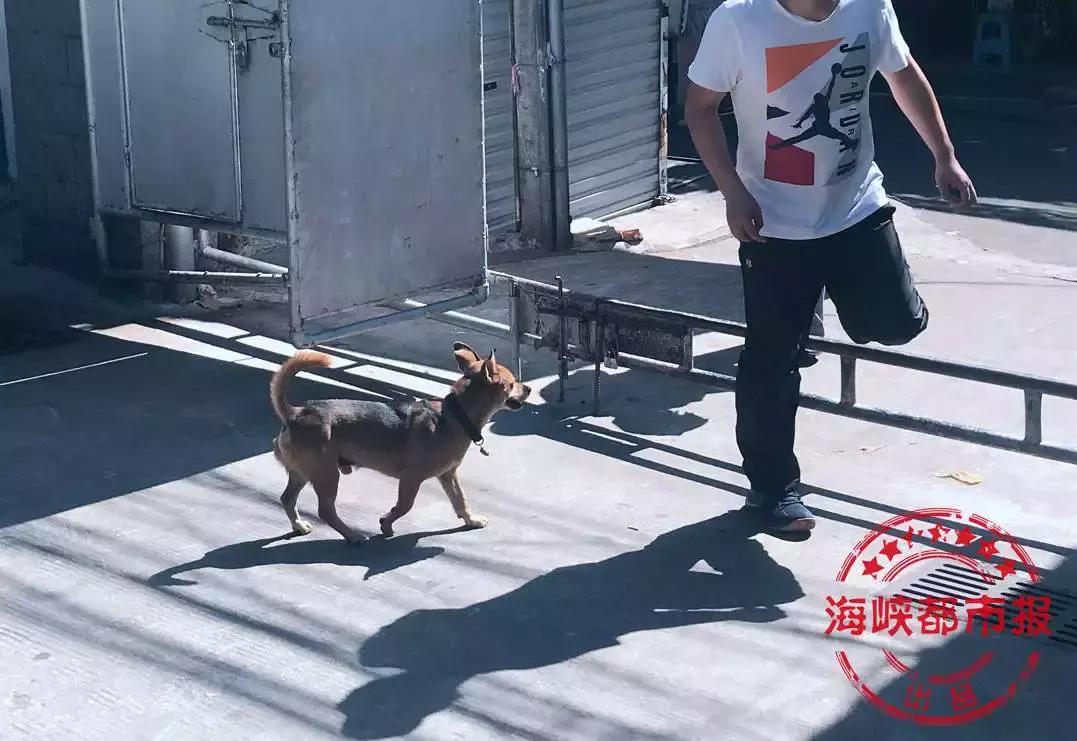 西安4岁男童遭恶犬袭击昏迷